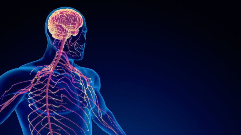 Le rôle du système nerveux dans nos réactions automatiques